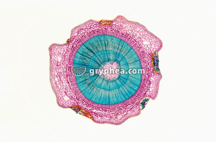 Tige de Sapin CT x7 - gryphea.com